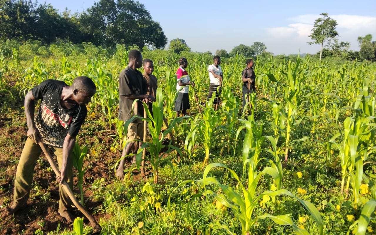 ZWN Community Work